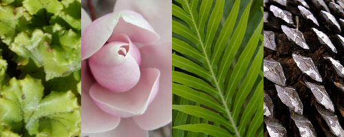 Botany 305 image