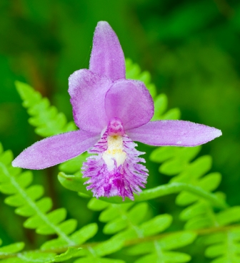 Pogonia photo