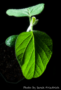 soybean image