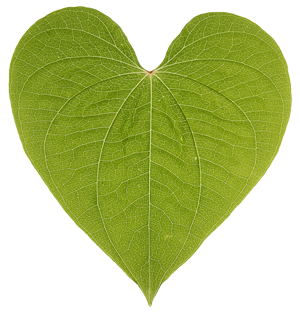 heart shaped leaf