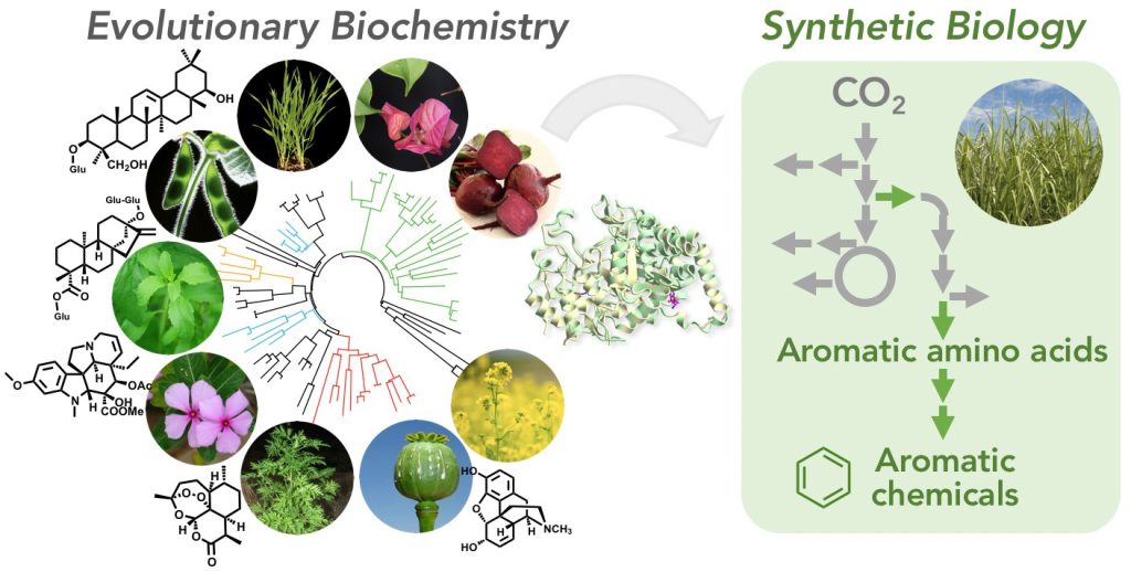 Evolutionary Biochemistry and Synthetic Biology figure