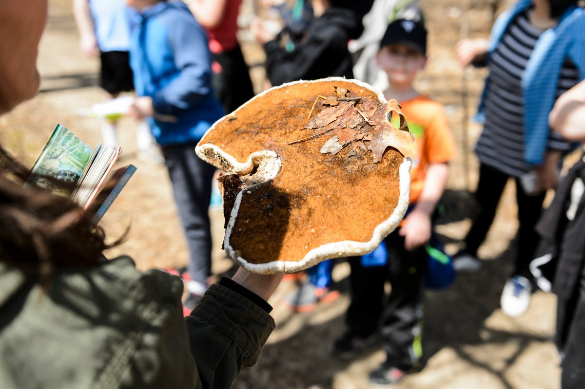 bracket mushroom