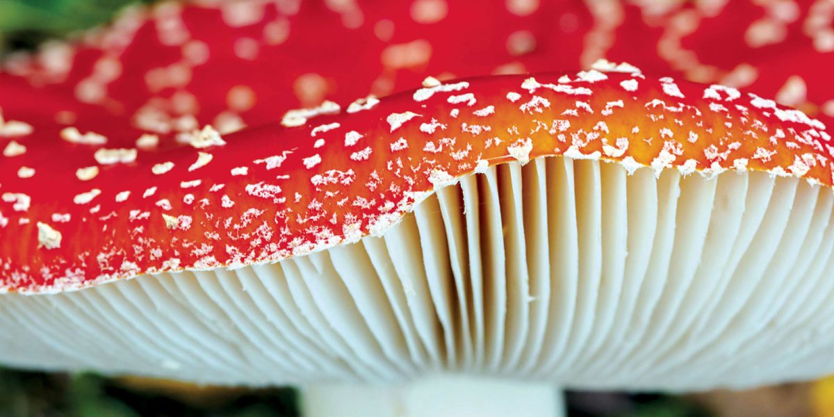Fly agaric mushroom