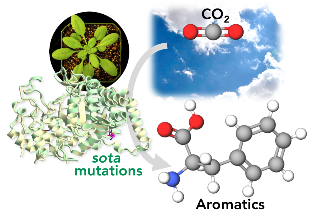 diagram of sota mutations consuming CO2 to create aromatics
