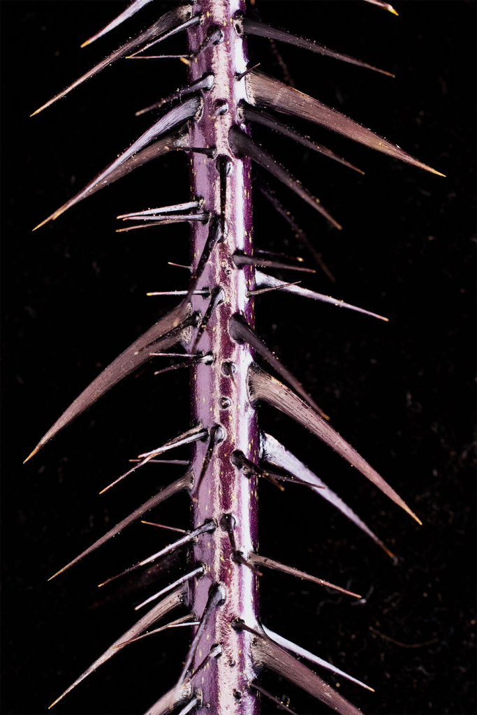 image of thorny stem
