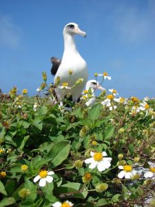 albatross and flowers
