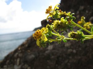 flower in front of ocean cliff