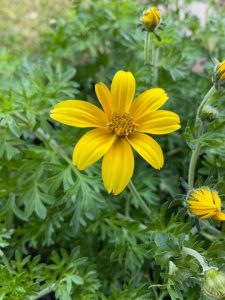 Bidens ferulifolia cultivar "Compact yellow” (Daniel Jones)