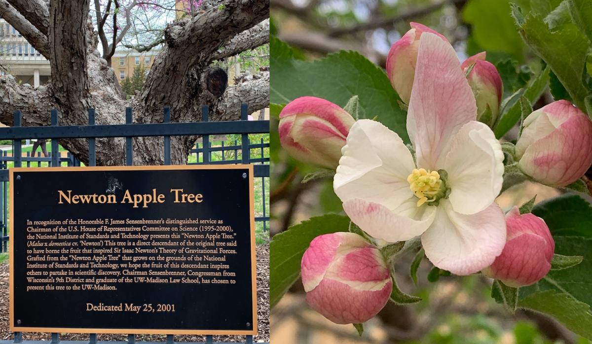 photo of Newton apple plaque and flowers