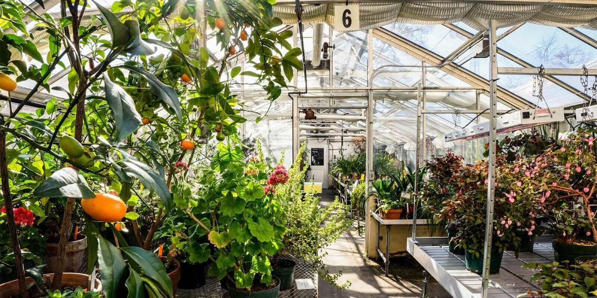Greenhouse interior on a sunny day with orange tree in foreground