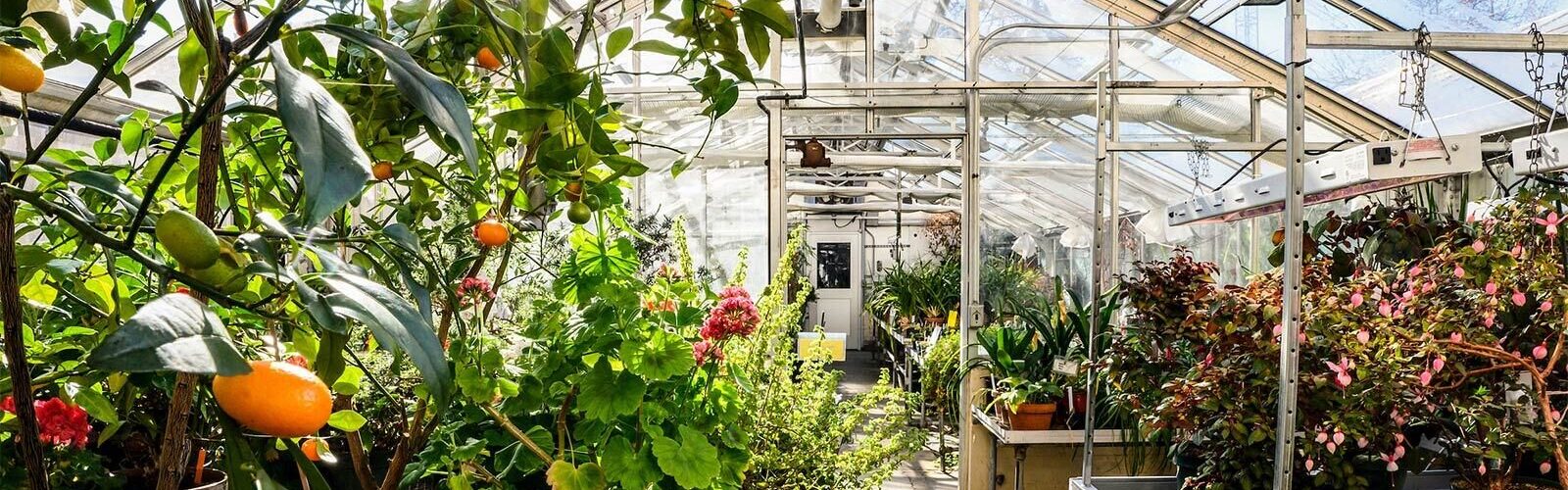 Greenhouse interior on a sunny day with orange tree in foreground