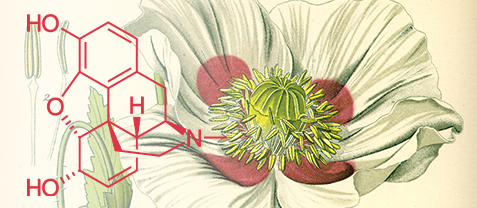 image of poppy and chemical diagram of morphine