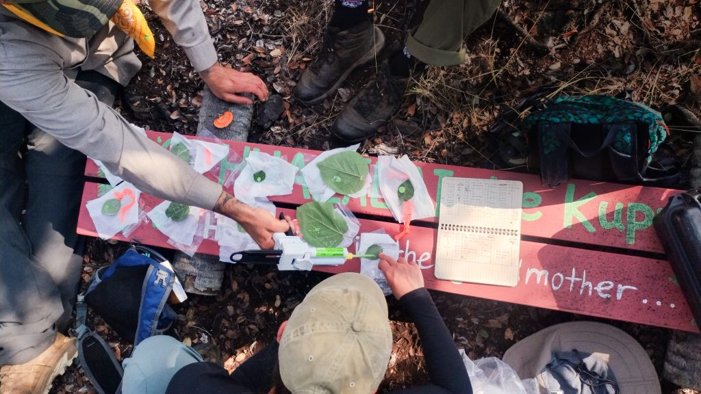 leaves are laid out on a picnic bench and students use a device to measure leaf traits on one of the samples.