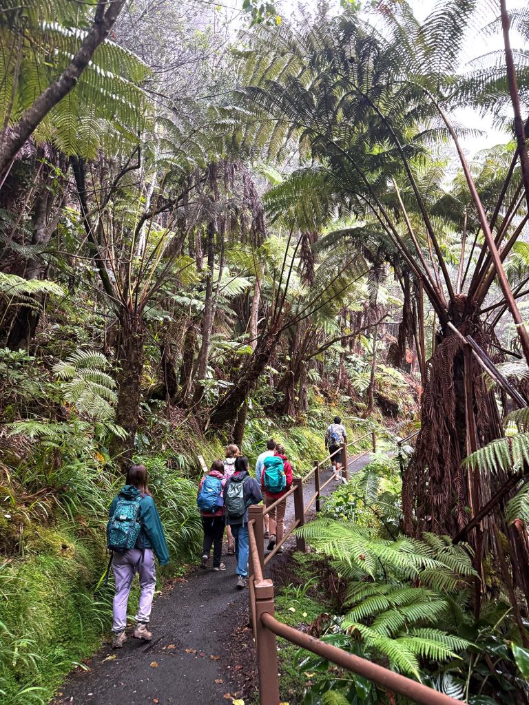 students walk through a misty tree fern forest