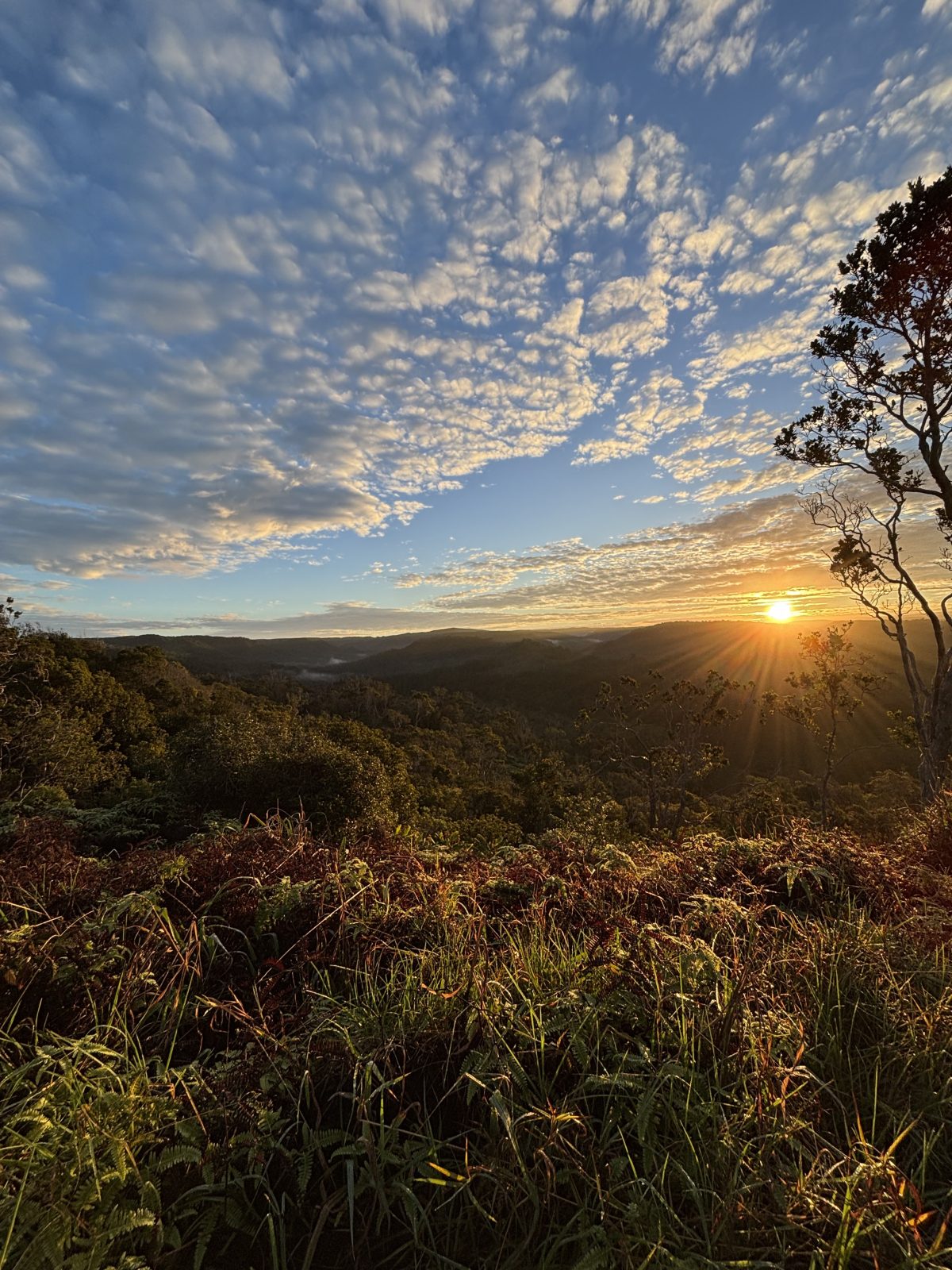 The sun rises over a mountainous Hawaii landscape, lighting the edges of clous in the sky and plants in the foreground
